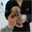 대구강아지분양 퍼피얌 이미지