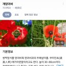청보리축제장 | [공지] 250517방문 | 함안 칠서 청보리작약축제 개화 상황 방문 후기