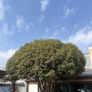 광양불고기 | 명인의 손맛을 느낄 수 있는 광양맛집 금목서광양불고기 후기