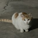 11살 아들 키 작아서 시작한 아이 키크는 영양제 6개월 솔직 후기
