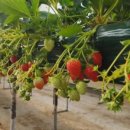 성인농장 이미지