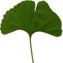 홍천민박 | 홍천은행나무숲 가는 길과 입장료 정보