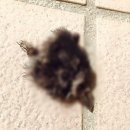 까치인터넷 이미지