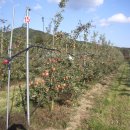 신신농장 이미지