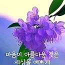 아들네