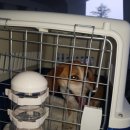 다솜켄넬 이미지