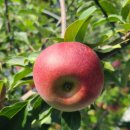 엄지농장 이미지