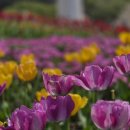 하늘충무김밥 | 🌷봄맞이 에버랜드 튤립축제 후기 (feat. 전국 유명김밥 팝업)