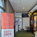 냥글냥글 | [영통역 놀거리] 고양이자리표 귀여운 고양이가 가득한 고양이카페 내돈내산 후기