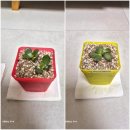 까라솔 | [다육식물] 오늘은.. 염자,까라솔,장미허브 성장소식입니다!~