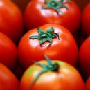 토마토 휘트니스 이미지