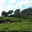 정금마을 차밭 앞 이미지