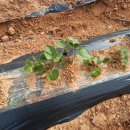 부여농장 이미지