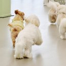 휴멍애견유치원 이미지