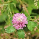 레드클로버 이미지