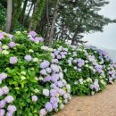 담을건축사사무소 | 비 오는 날 더 예쁘다는 거제 수국 명소, 마을 주민이 수십 년 가꾼 저구 수국동산의 비밀