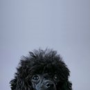 먹물 Daum카페