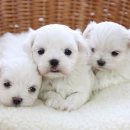 러브펫하우스 이미지