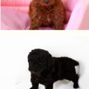 푸들푸들 이미지