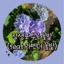 장생포고래문화마을 2025 장생포수국축제 수국꽃밭과 라벤더꽃밭 미리 다녀온 후기