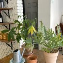 오,선데이(Oh,Sunday) | 양산 물금 애견동반 가능한 브런치맛집 마운트선데이 내돈내산 솔직후기