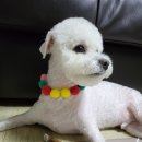 멍실멍실 이미지