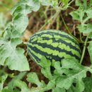 연천농장 이미지