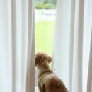 월월애견펜션 이미지