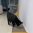 멍냥이노리터 | 너무 좋아하는 고양이를 위해 가까이 두기 좋은 스크래쳐/멍냥이노리터 박스 평판형 스크래쳐/대형스크래쳐