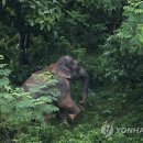 코끼리셀프 이미지