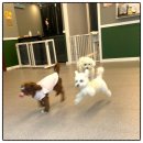 올케어댕 이미지