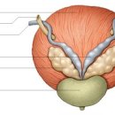 인체해부도 [전립샘; PROSTATE GLAND] 이미지