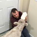 송아지집 이미지