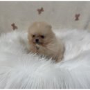 대구펫 강아지분양 고양이분양 이미지