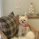 로로앤독 이미지