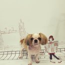 복실애견 네이버블로그