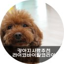 라이코 바이탈 코리아 네이버블로그