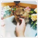 야옹아멍멍해봐(주월점) 이미지