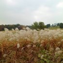 미니드라마, 산국화 이미지