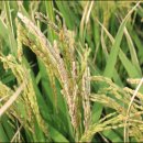 금은농장 이미지