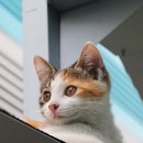 사임당로8길 4 이미지