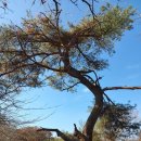 송단목장 | 산행후기_mr.j 48 화순 백아산 4