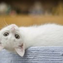 도치빌펜션 이미지