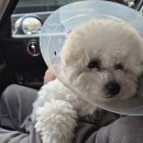 카라 | 강아지 중성화 수술 후 관리 넥카라 환견복 사용 후기