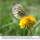 민들레치과 이미지