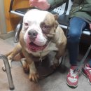 쇼독동물병원 이미지