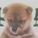 모찌애견샵 이미지