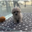 도그마루 고양이 강아지 무료분양 이미지