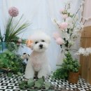셀럽몽 Daum카페