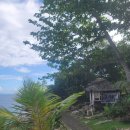 은빛물고기 | 보홀 나팔링 현지투어 정어리 떼와 인생 스노클링 후기 ( feat. 업체케어 , 준비물팁)